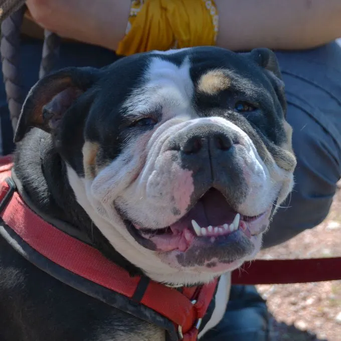 Sunny - english-bulldog Sunny - english-bulldog