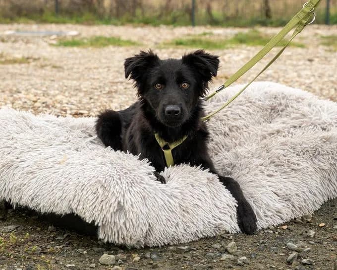 Noir - labrador-mix Noir - labrador-mix