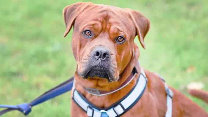 Bruno - Dogs Bruno - Dogs