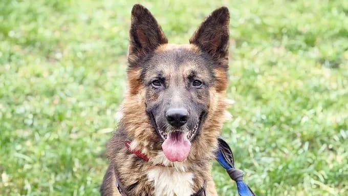 Chapo - deutscher-schaeferhund Chapo - deutscher-schaeferhund