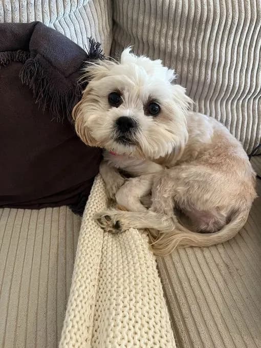 Milly - mischling Milly - mischling